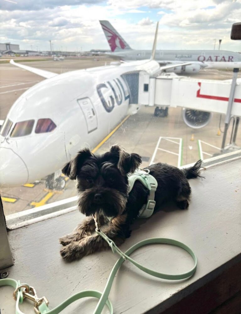 WhatsApp Image 2026-02-20 at 16.49.31